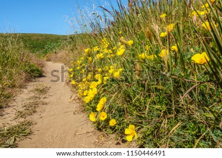 Bright yellow California poppies (binomial name: Eschscholzia californica), state flower of California, along sandy trail near Abbotts Lagoon in Point Reyes National Seashore in spring