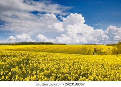 Bright yellow canola field and blue sky on a sunny day. Rural scene in springtime. Ecology concept. Agrarian industry. Vibrant photo wallpaper. Agricultural area of Ukraine, Europe. Beauty of earth.