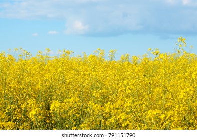 菜の花畑 の画像 写真素材 ベクター画像 Shutterstock