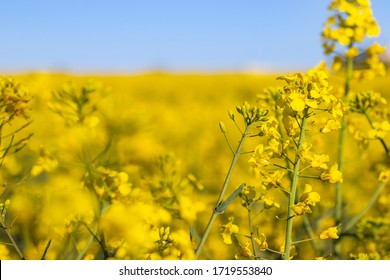 Bright yellow canola flower closeup isolated in the field of very vibrant yellow flowers with shallow depth of field.