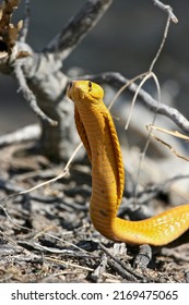 Bright Yellow Cape Cobra Naja Nivea Stock Photo 2169475065 | Shutterstock