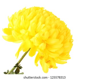 Bright Yellow Chrysanthemum, Isolated On White