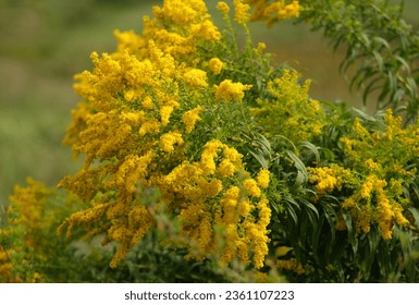 Bright yellow clusters of goldenrod (Solidago canadensis) flowers against a blurry background of a summer field. Selective focus.
