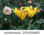 Bright yellow color LA Hybrid Lilium Golden Tycoon flowers in a garden in July 2023