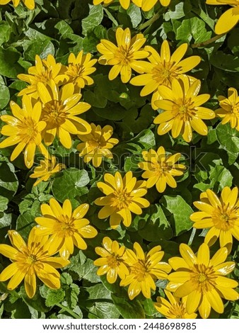 Bright yellow corollas of lesser celandine looks pleasantly in the nice bouquet. Lesser celandine (Ficaria verna, buttercup family)