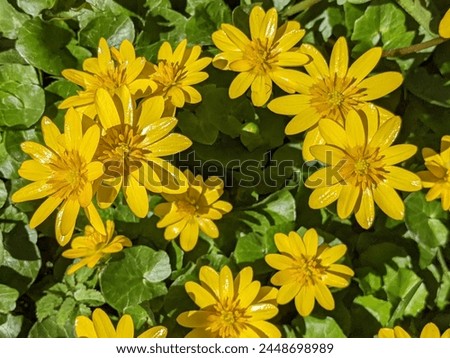Bright yellow corollas of lesser celandine looks pleasantly in the nice bouquet. Lesser celandine (Ficaria verna, buttercup family)