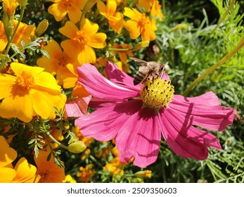 Bright yellow and crimson flowers in the garden. A bee pollinates a flower.Bee pollinating purple flower. Nectar. Honey. Pollination. Summer background. Floral background - Powered by Shutterstock