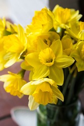 Bright Yellow Daffodil Flowers In A Vase In Natural Light.