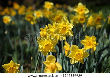 Bright yellow daffodils 'Dutch Master'  in flower a sunny day