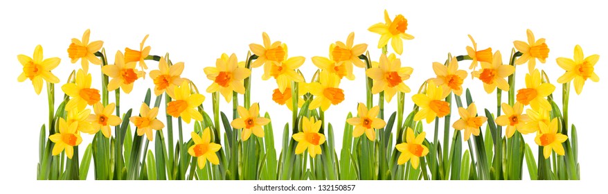 51,326 Daffodil isolated Images, Stock Photos & Vectors | Shutterstock