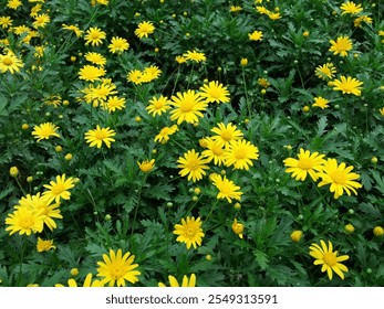 Bright yellow daisies in full bloom, vibrant flowers with lush green foliage, nature's beauty in a garden setting, cheerful floral display, summer blossoms, and fresh outdoor scenery - Powered by Shutterstock