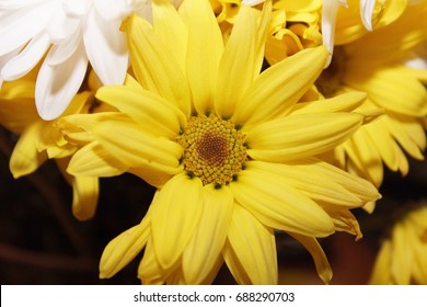 BRIGHT YELLOW DAISY