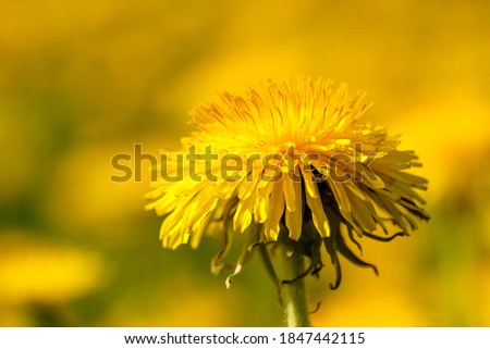 Similar – Image, Stock Photo 20.04.09 Plant Flower