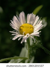 Bright yellow disk florets surrounded by fine white ray petals