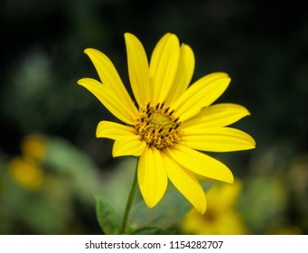 Bright Yellow Flower - Shutterstock ID 1154282707