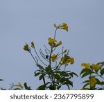 a bright yellow flower against a grey sky, in the style of natural phenomena, sui dynasty, uhd image, photo taken with nikon d750, photo, light sky-blue and dark green, naturalistic poses