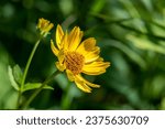 The bright yellow flower of the False Sunflower scientific name Heliopsis helianthoides growing in a meadow in rural Minneosta, United States.
s.
