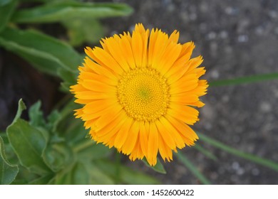 bright yellow flower with leaves