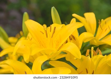 bright yellow flower of a lily - ornamental plant and flower in the garden, close-up Foto Stok