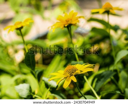 bright yellow flower on a background of three yellow flowers and green leaves
