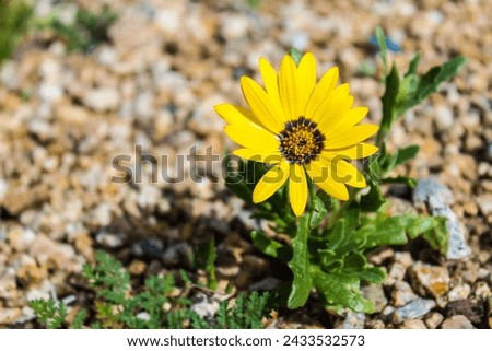 bright yellow flower weed in rock rocks dirt dust with green stem