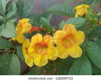 Bright yellow flowers