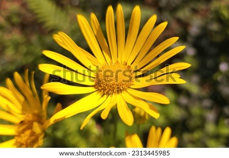 Bright yellow flowers with delicate petals create a beautiful floral composition. This image captures the beauty and vibrancy of nature, showcasing vivid colors and tender elegance.