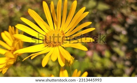 Bright yellow flowers with delicate petals create a beautiful floral composition. This image captures the beauty and vibrancy of nature, showcasing vivid colors and tender elegance.