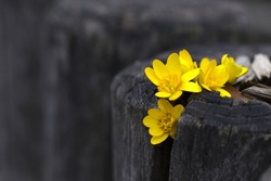 Bright Yellow Flowers Emerging From Weathered Crevices Of Old Wooden Log. Concepts: Nature's Resilience, Old Vs New, Spring Renewal, Eco-friendly, Natural Beauty, Life And Death, Spring Backgrounds