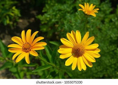 Bright Yellow Flowers Helianthus Maximiliani