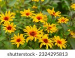 Bright yellow flowers. Heliopsis ‘Burning Hearts’. Heliopsis helianthoides var. scabra.
