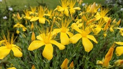 Bright Yellow Flowers Of Mount Olympus St. John's Wort (Hypericum Olympicum) Close Up