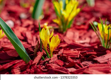 Bright Yellow Flowers On A Red Mulch Flowerbed Close-up. Beautiful Mulching Flower Beds. Pine Chips Mulch On A Flower Bed Close-up. Selective Focus.