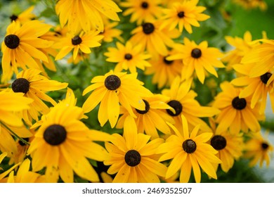 Bright yellow flowers of rudbeckia, commonly known as coneflowers or black eyed susans, in a sunny summer garden. Rudbeckia fulgida or perennial coneflower blossoming outdoors. Rudbeckia hirta Maya. - Powered by Shutterstock