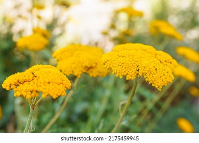 Bright yellow flowers umbellate inflorescence on blurred natural background, apothecary homeopathic biopreparation. Herbal tea from medicinal plants. Tansy officinalis perennial herbaceous flowering - Shutterstock ID 2175459945