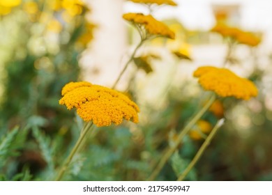 Bright yellow flowers umbellate inflorescence on blurred natural background, apothecary homeopathic biopreparation. Herbal tea from medicinal plants. Tansy officinalis perennial herbaceous flowering - Shutterstock ID 2175459947