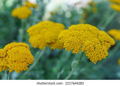 Bright yellow flowers umbellate inflorescence on blurred natural background, apothecary homeopathic biopreparation. Herbal tea from medicinal plants. Tansy officinalis perennial herbaceous flowering - Shutterstock ID 2217644283