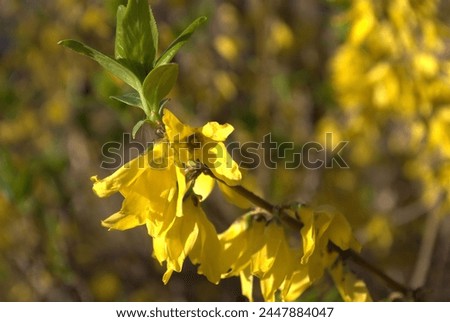 Bright yellow forsythia flowers bloom in spring.