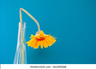 Bright yellow Gerbera Daisy against a blue background. Bold contrasting colors. selective focus on drooping flower head.