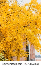 Bright Yellow Gingko Bilboa On A Foggy Day