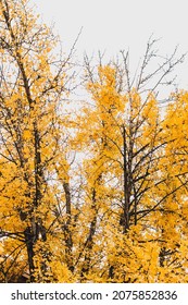 Bright Yellow Gingko Bilboa On A Foggy Day