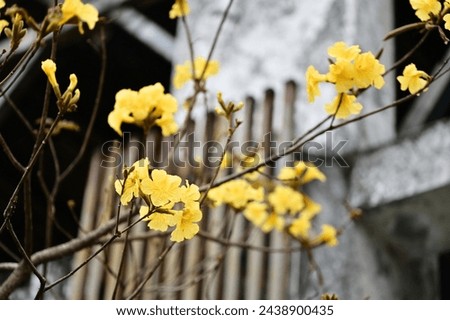 Bright yellow Golden Trumpet Trees bloom in Taiwan's early spring, a beautiful sight even on cloudy days.