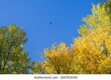 Bright Yellow And Green Foliage Of Trees Against Background Of Clear Blue Cold Autumn Sky  Black Bird Flies In The Distance  A Bright Sunny Day 