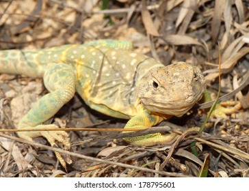 Bright yellow and green lizard basking in the sun - Eastern Collared Lizard, Crotaphytus collaris 
