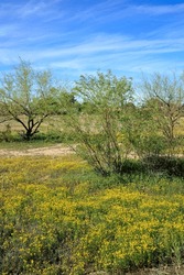 Bright Yellow And Green Spring Colors Of Daisy Flowers And Mesquite Trees In Undeveloped Desert Patch In Residential Neighborhood Of Phoenix, Arizona