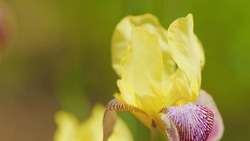 Bright Yellow Iris Blossom Against Green Background. Bright Yellow-red Iris Flower. Close Up.