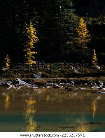 Bright yellow larch trees reflected in the waters at Lake O’Hara in autumn, Yoho national Park, Canadian Rockies. Vertical format.  
