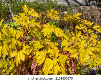 Bright yellow leaves of the bleeding heart plant cultivar (Dicentra spectabilis) 'Gold Hearts'. Gold leaves and peach-colored stems, with rose-pink flower buds with protruding white petals