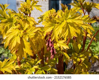 Bright yellow leaves of the bleeding heart plant cultivar (Dicentra spectabilis) 'Gold Hearts'. Gold leaves and peach-colored stems, with rose-pink flower buds with protruding white petals