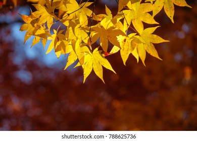 Bright Yellow Maples Leaves On Foreground Stock Photo 788625736 ...